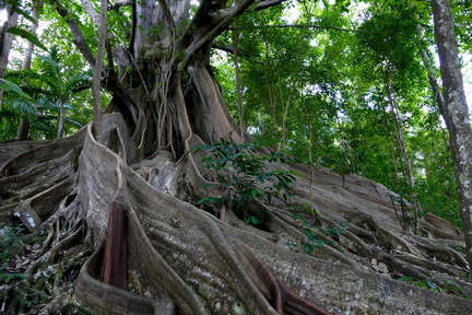 	Ficus nymphaeifolia	