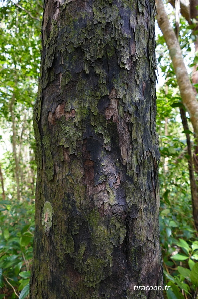 	Diospyros revoluta	