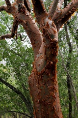 	Bursera simaruba	