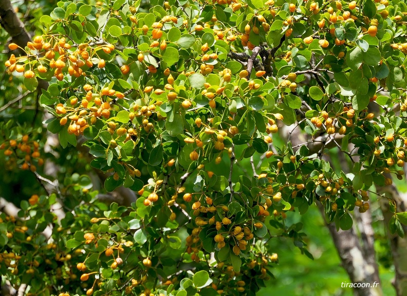 	Guaïacum officinale	