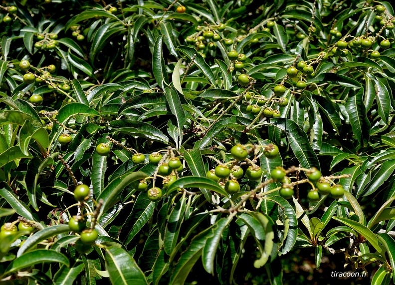 	Byrsonima spicata