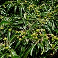 	Byrsonima spicata