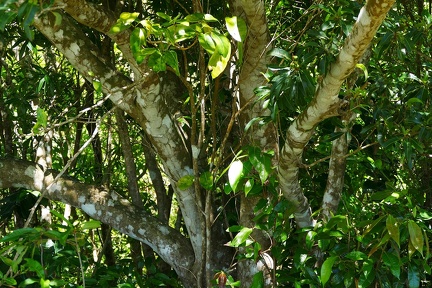 	Byrsonima spicata