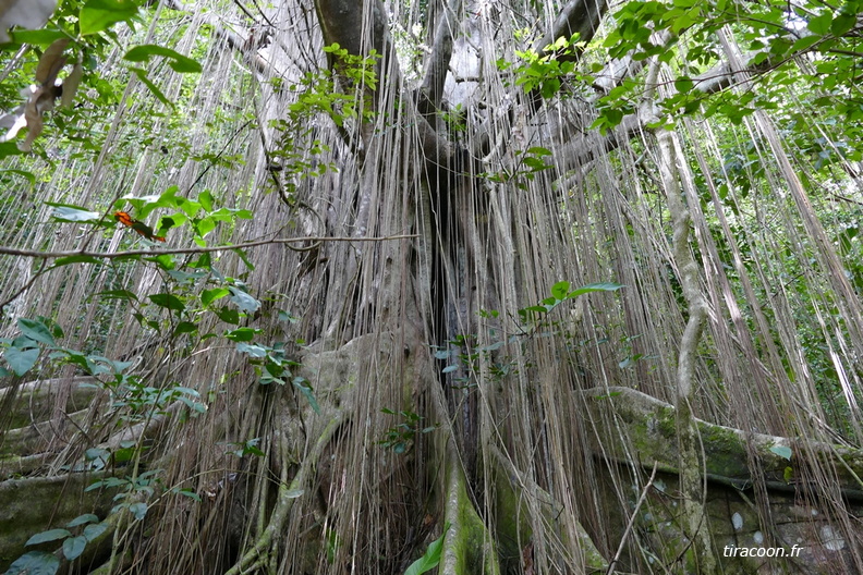 Figuier maudit (Ficus sp.) et ses nombreuses racines aériennes. Trois Rivières. P1150706.jpg