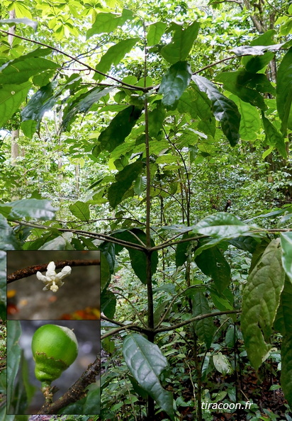 Bois lélé avec fleur et fruit, Quararibea turbinata.
Il est utilisé pour confectionner un agitateur traditionnel.
Sa particularité est son système de ramification en étages,
avec généralement 5 branches horizontales à chaque niveau. Bouillante. P1270043MC.jpg