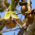 	Adansonia digitata	