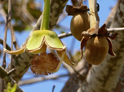 	Adansonia digitata	