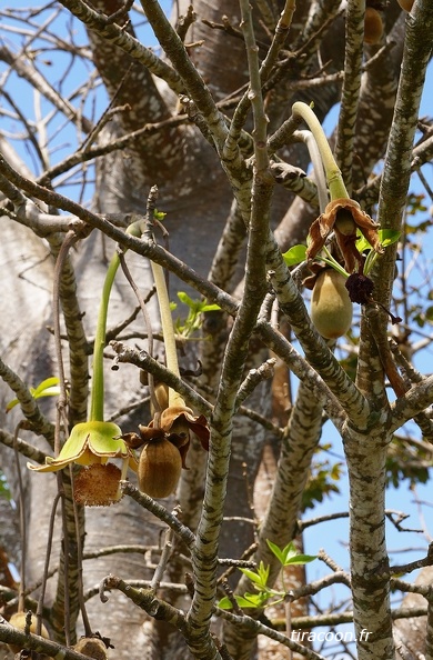 	Adansonia digitata	