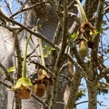 	Adansonia digitata	