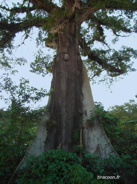 Fromager, Ceiba pentandra, de taille exceptionnelle dans une bananeraie à Baillif. R0010068M.jpg