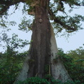 	Ceiba pentandra	