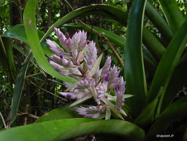 	Aechmea smithiorum