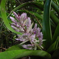 	Aechmea smithiorum