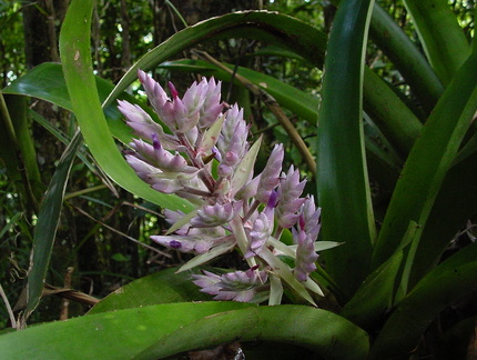 	Aechmea smithiorum