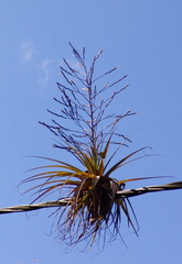 Tillandsia utriculata