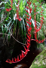 Pitcairnia angustifolia