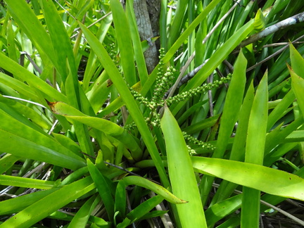 	Aechmea lingulata