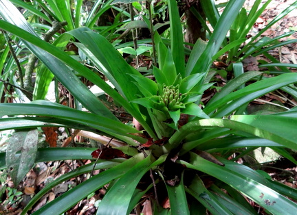 Guzmania lingulata