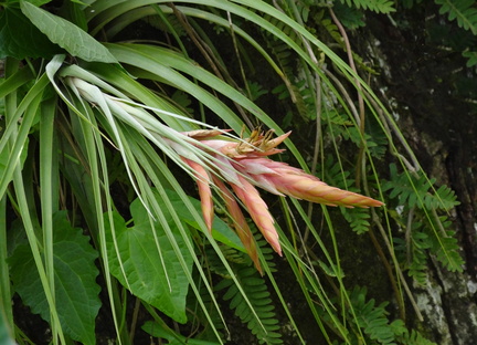 Tillandsia fasciculata