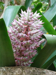 	Aechmea smithiorum