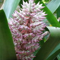 	Aechmea smithiorum