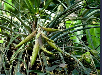 Tillandsia fasciculata