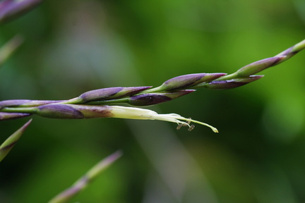 Tillandsia utriculata