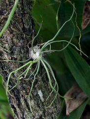 Tillandsia bulbosa