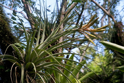 Tillandsia fasciculata