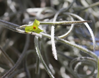 Tillandsia usneoides