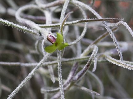 Tillandsia usneoides