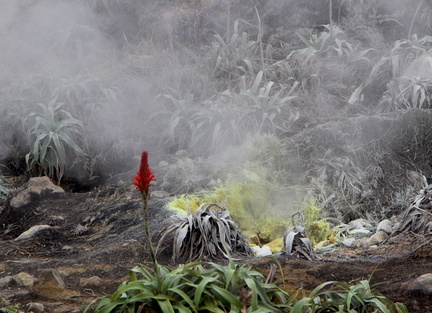 Pitcairnia bifrons