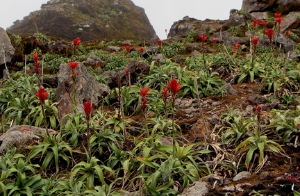 Pitcairnia bifrons