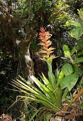 Guzmania megastachya