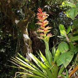 Bromeliaceae