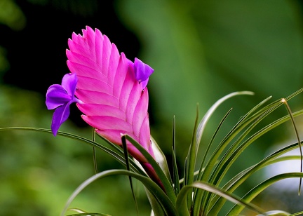 Tillandsia cyanea