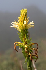 Pitcairnia bifrons