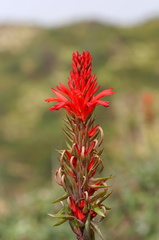 Pitcairnia bifrons