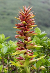 Guzmania megastachya