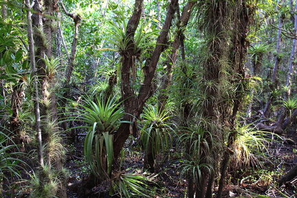 Tillandsia utriculata