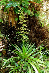 Glomeropitcairnia penduliflora