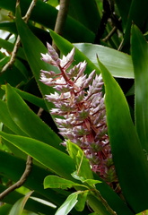 	Aechmea smithiorum