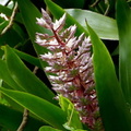 	Aechmea smithiorum