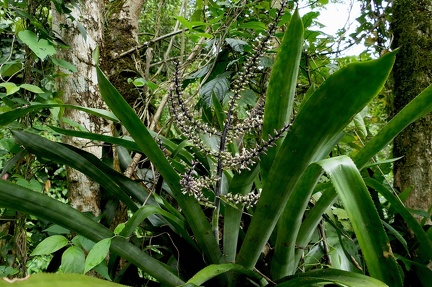 	Aechmea lingulata