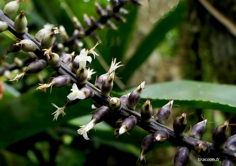 	Aechmea lingulata