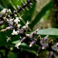 	Aechmea lingulata