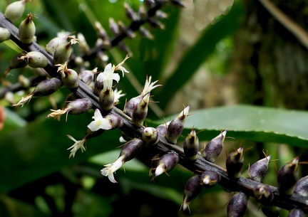 	Aechmea lingulata