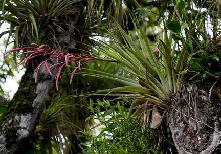 Tillandsia antillana