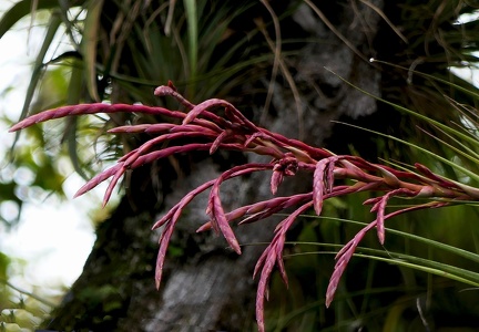 Tillandsia antillana