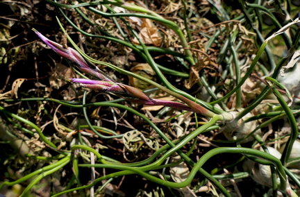 Tillandsia bulbosa